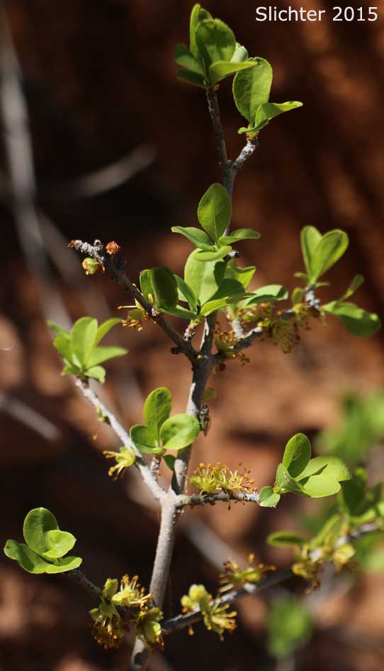 New Mexico Olive, Stretchberry: Forestiera pubescens (Synonyms: Forestiera neomexicana var. arizonica; Forestiera neomexicana var. neomexicana; Forestiera pubescens var. parviflora; Forestiera pubescens var. pubescens)