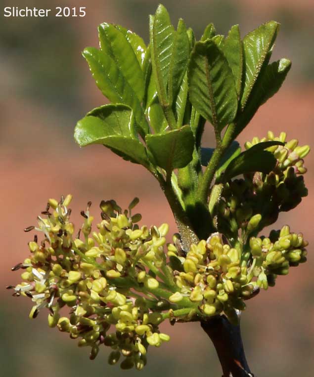 Singleleaf Ash, Dwarf Ash: Fraxinus anomala