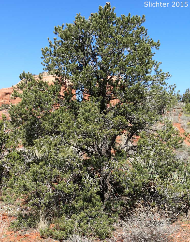 Colorado Pinyon, Pinyon Pine: Pinus edulis