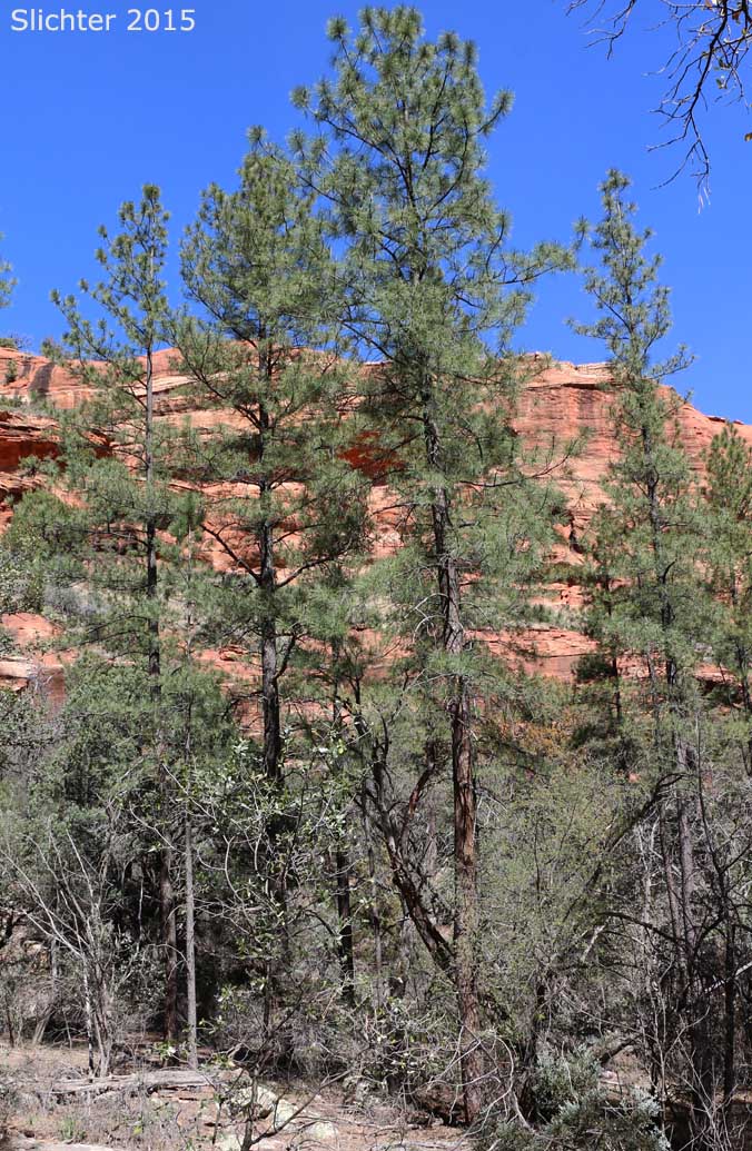 Ponderosa Pine, Western Yellow Pine: Pinus ponderosa var. scopulorum