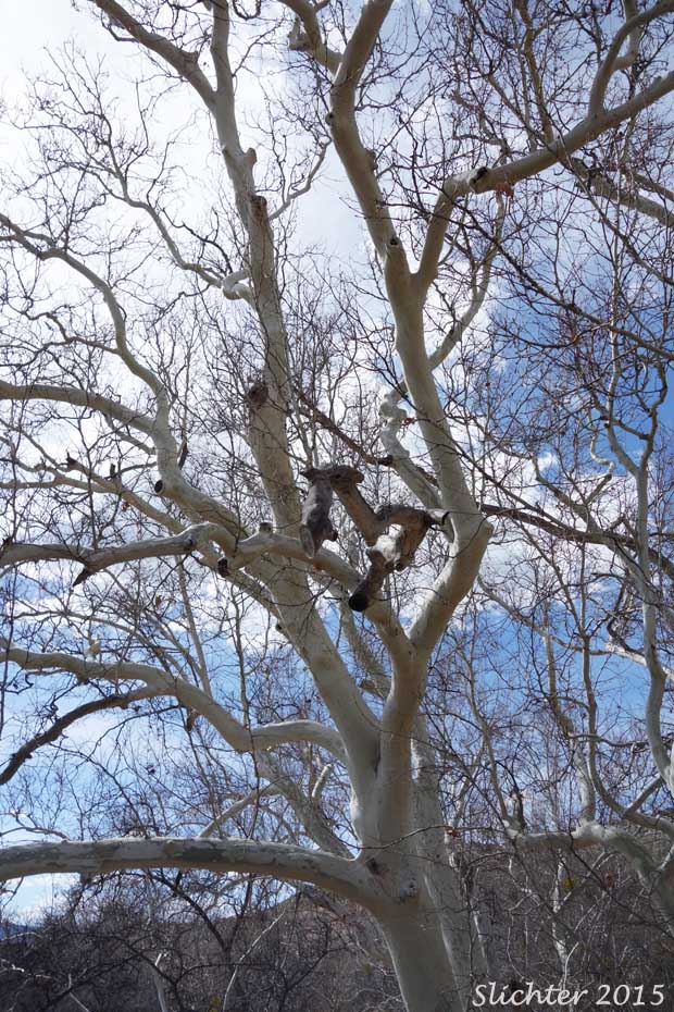 Arizona Sycamore, Button-wood, Plane Tree: Platanus wrightii (Synonyms: Platanus racemosa ssp. wrightii, Platanus racemosa var. wrightii)
