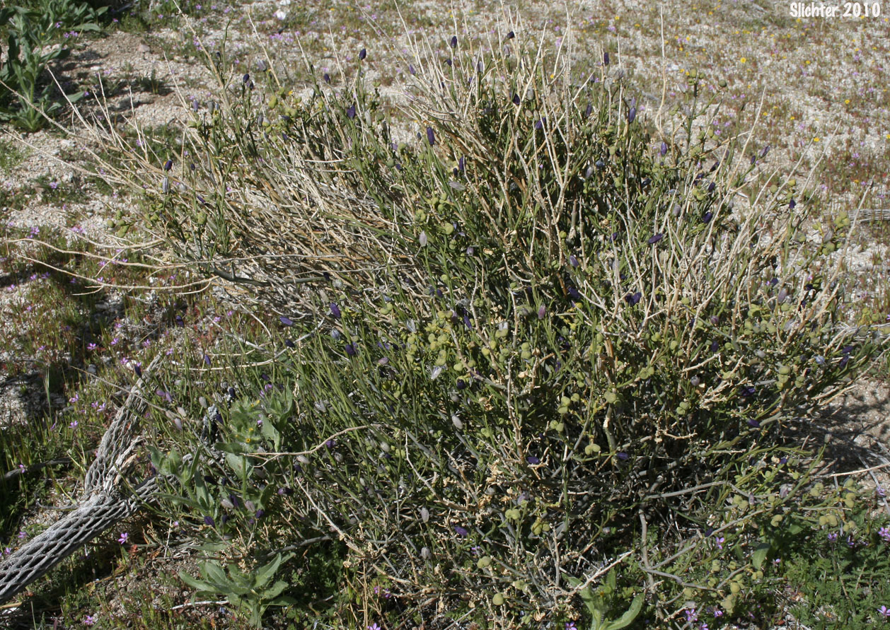 Turpentinebroom, Turpentine Broom: Thamnosma montana