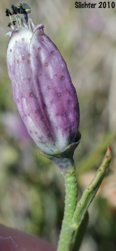 Turpentinebroom, Turpentine Broom: Thamnosma montana