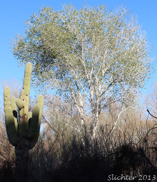 Fremont Cottonwood: Populus fremontii with Saguaro, Giant Cactus: Carnegiea gigantea (Synonyms: Carnegia gigantea, Cereus giganteus).