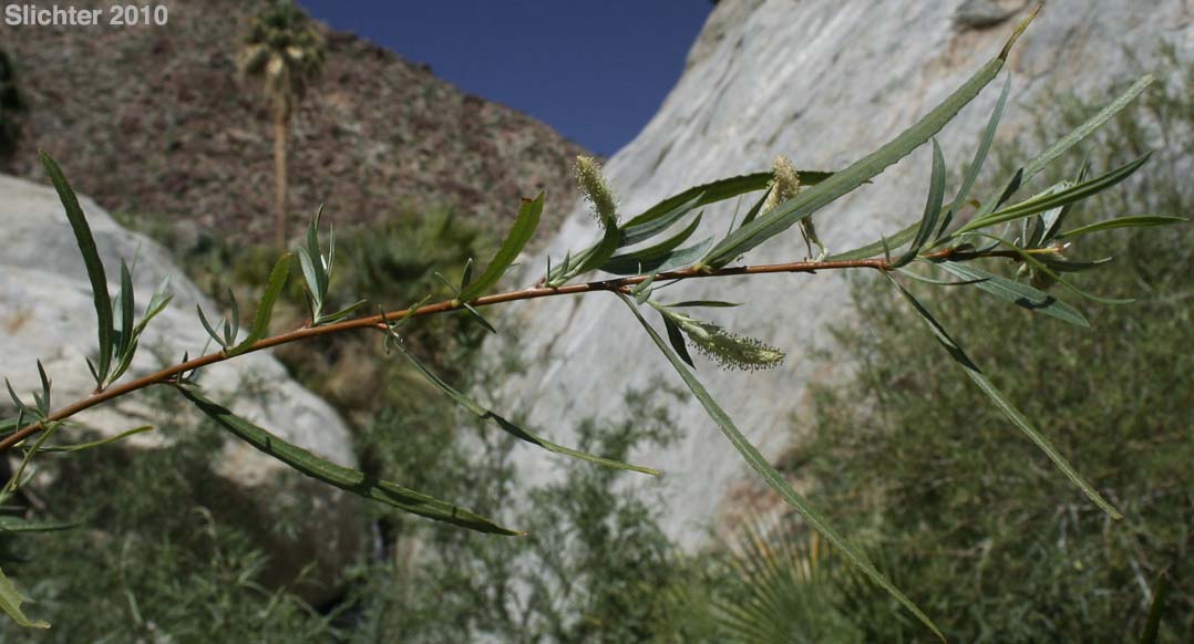 Narrowleaf Willow, Narrow-leaved Willow, Coyote Willow: Salix exigua var. exigua (Synonyms: Salix exigua var. nevadensis, Salix exigua var. stenophylla)