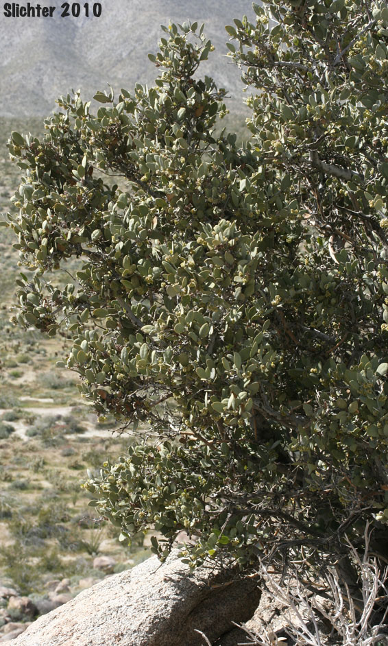 Jojoba, Goatnut, Jojobe: Simmondsia chinensis (Synonyms: Buxus chinensis, Simmondsia californica)