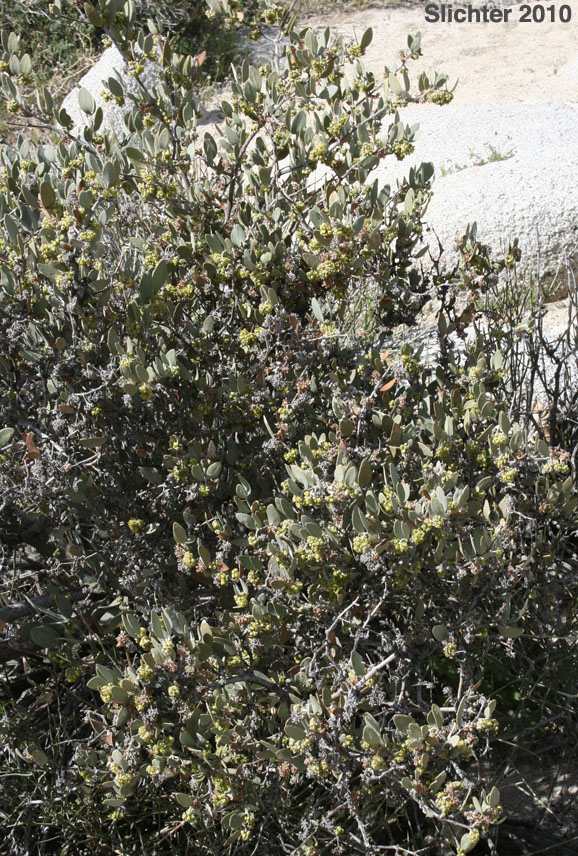 Jojoba, Goatnut, Jojobe: Simmondsia chinensis (Synonyms: Buxus chinensis, Simmondsia californica)