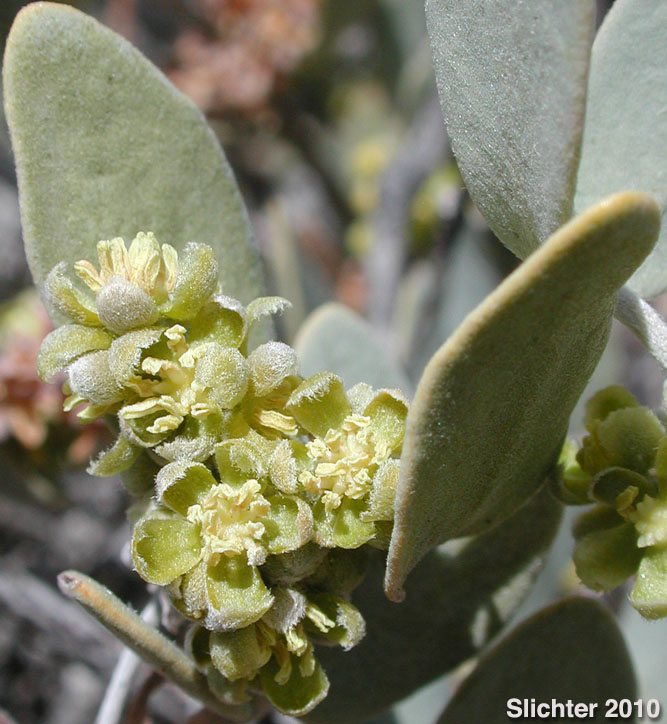 Jojoba, Goatnut, Jojobe: Simmondsia chinensis (Synonyms: Buxus chinensis, Simmondsia californica)