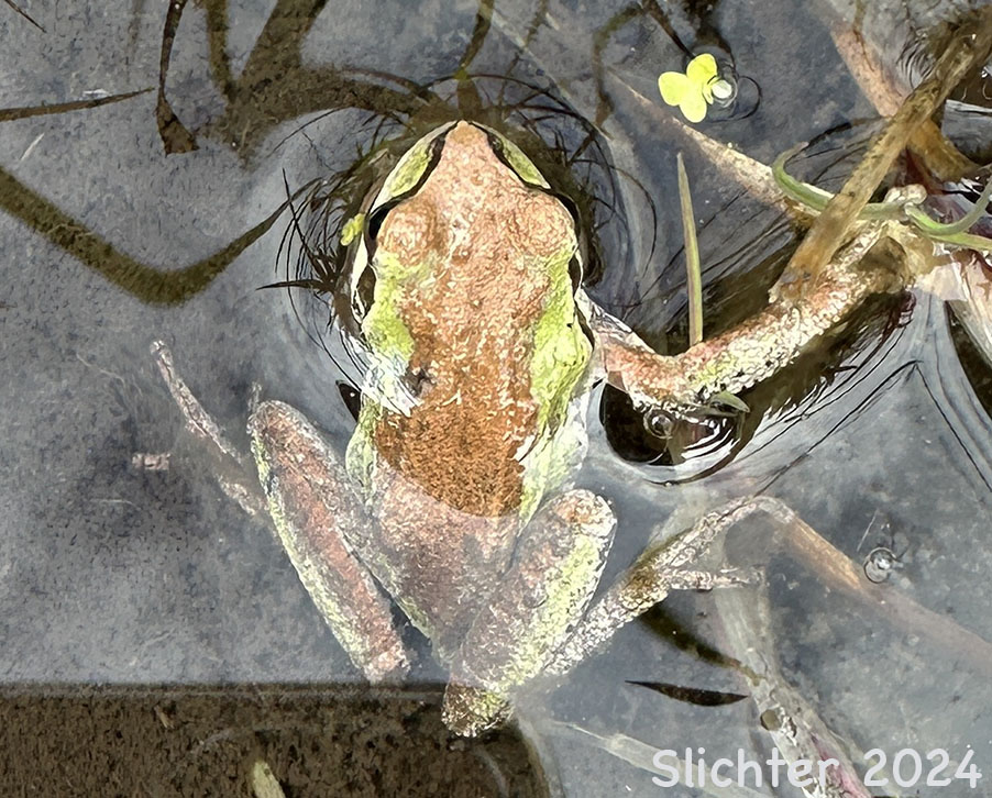 Chorus Frog, Pacific Tree Frog: Pseudacris regilla