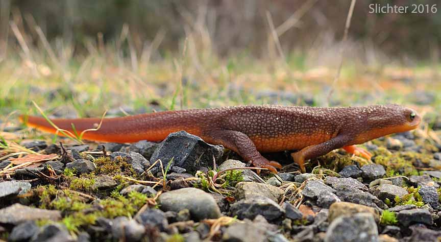Rough-skinned Newt: Taricha granulosa