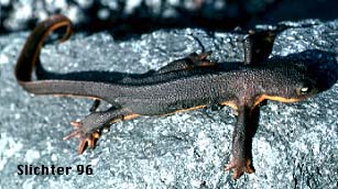 Rough-skinned Newt: Taricha granulosa