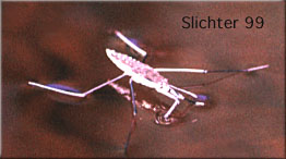 Water Strider: Gerris remigisWater Strider: Gerris remigisWater Strider: Gerris remigisWater Strider: Gerris remigis
