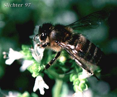Honey Bee: Apis mellifera