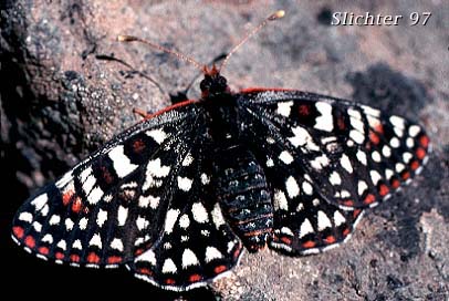 Chalcedon Checkerspot