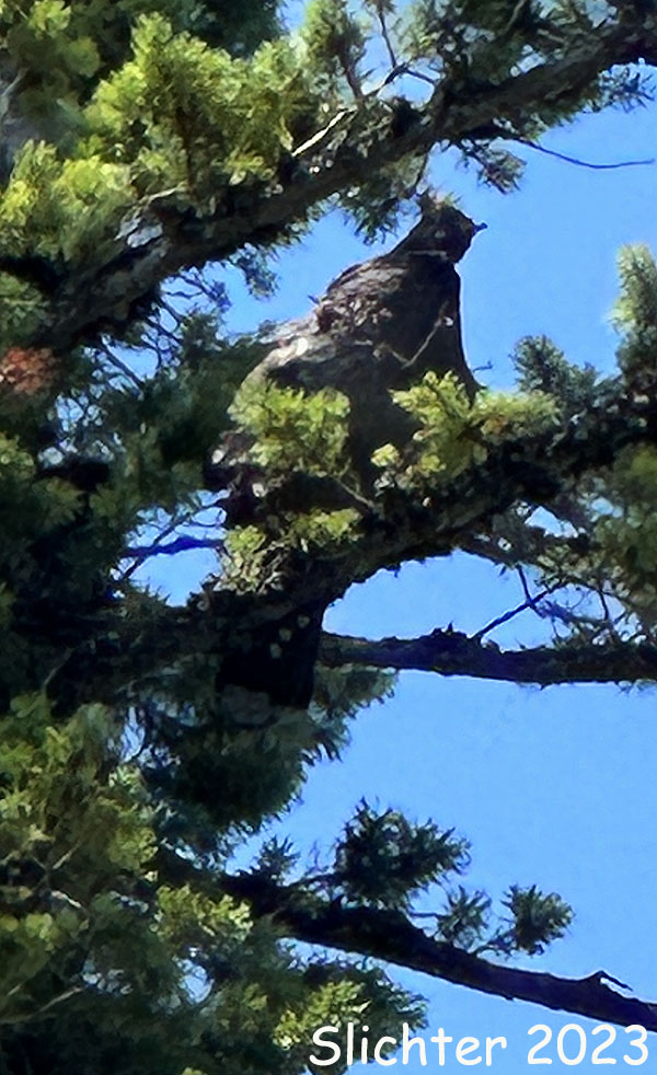 Sooty Grouse: Dendragapus fuliginosus