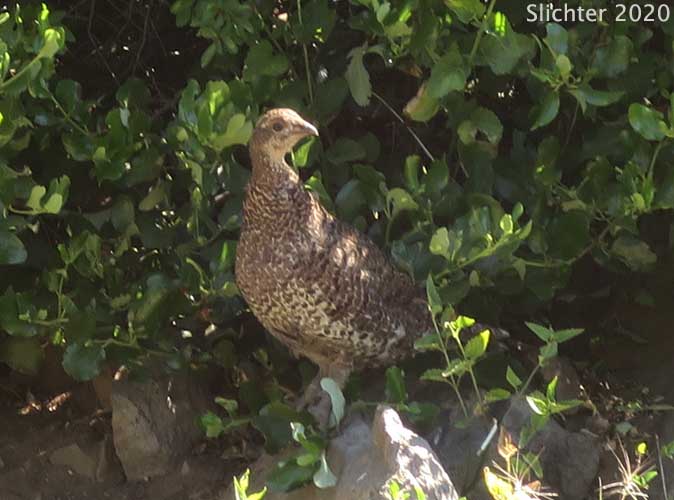 Sooty Grouse: Dendragapus fuliginosus
