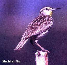 Western Meadowlark: Sturnella negecta
