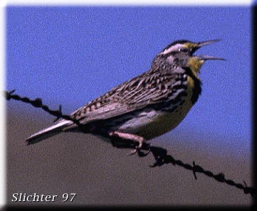 Western Meadowlark: Sturnella negecta