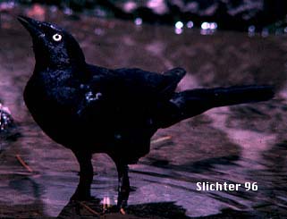 Male Brewer's Blackbird: Euphagus cyanocephalus