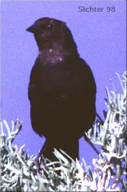 Brown-headed Cowbird: Molothrus ater