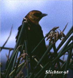 Yellow-headed Blackbird: Xanthocephalus xanthocephalus