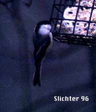 Black-capped Chickadee: Poecile atricapilla