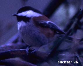 Chestnut-backed Chickadee: Poecile rufescens