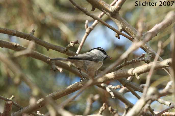 Mountain Chickadee: Poecile gambeli