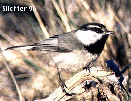 Mountain Chickadee: Poecile gambeli