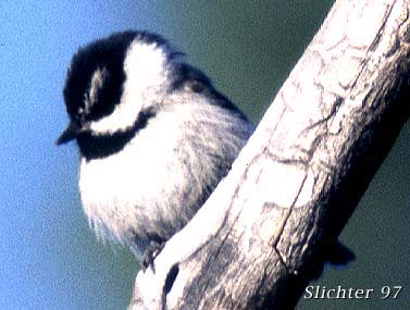 Mountain Chickadee: Poecile gambeli