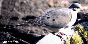 Mourning Dove: Zenaida macroura