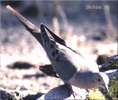 Mourning Dove: Zenaida macroura