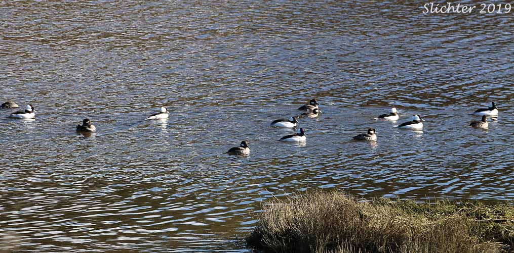 Bufflehead: Bucephala albeola