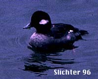 Female Bufflehead: Bucephala albeola