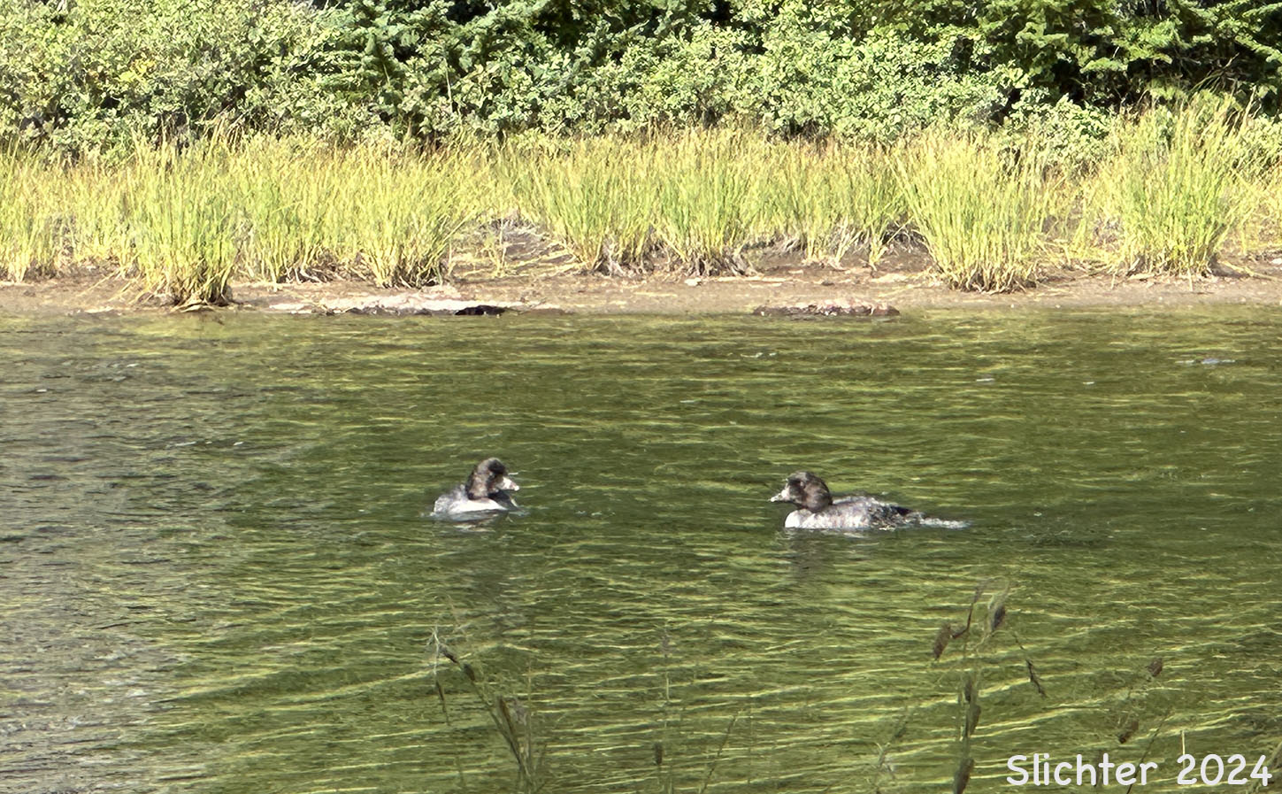 Barrows Goldeneye: Bucephala islandica