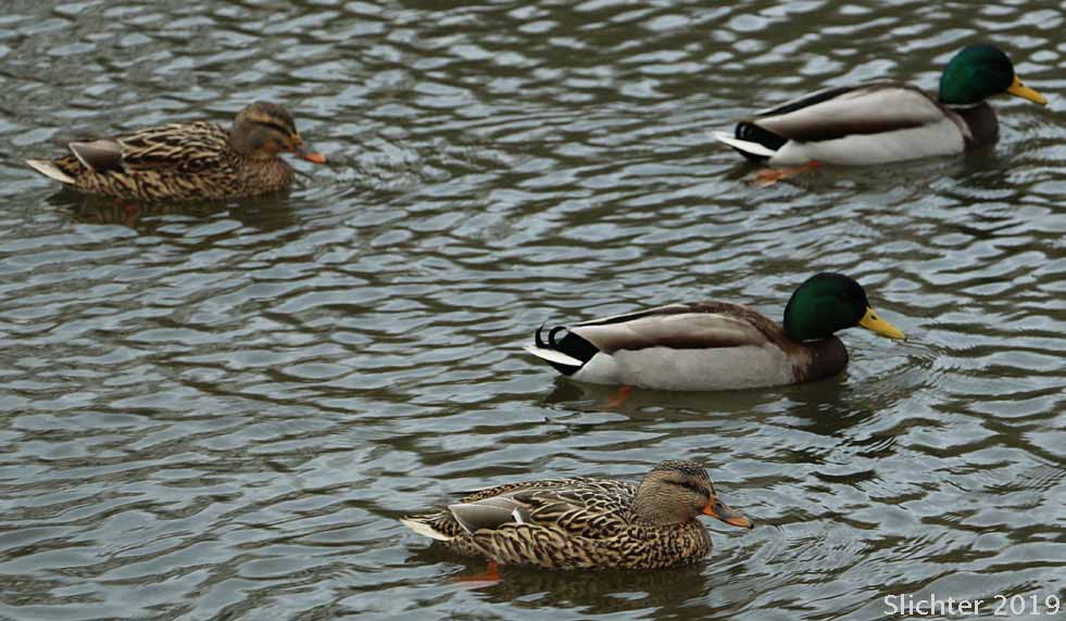 Mallard: Anas platyrhynchos