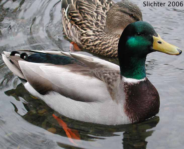 Mallard: Anas platyrhynchos