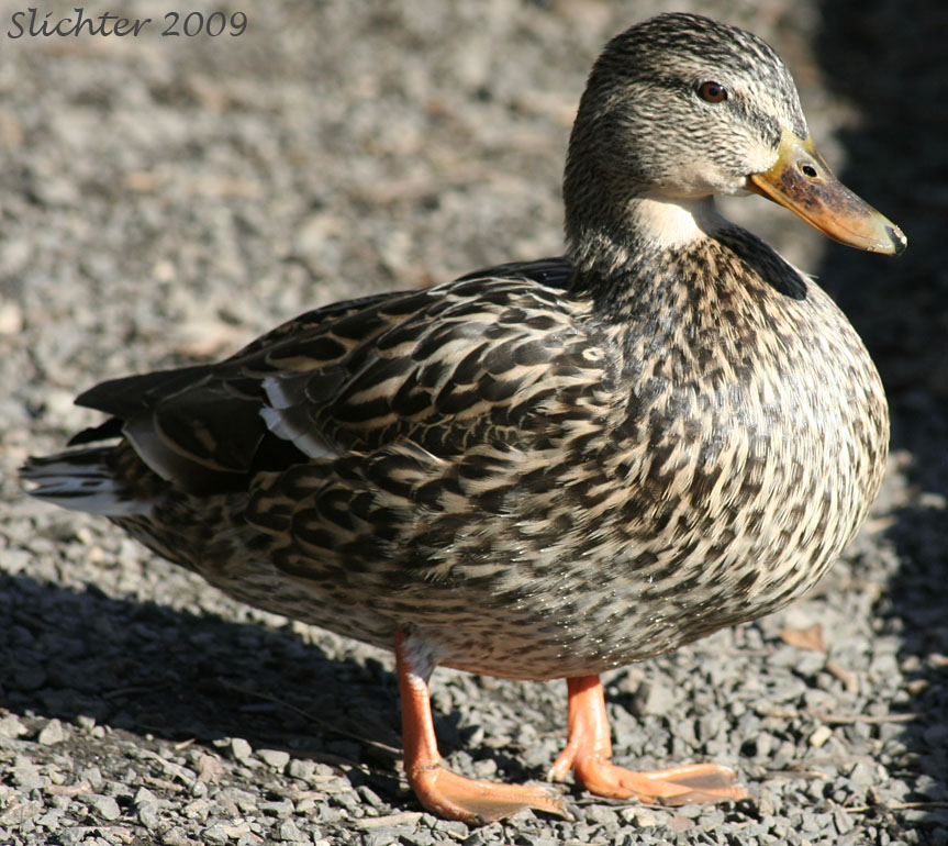 Female Mallard: Anas platyrhynchos