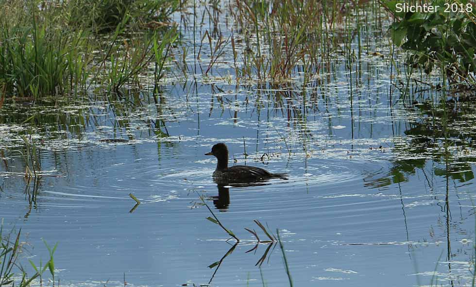 Hooded Merganser: Lophodytes cucullatus