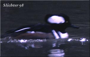Hooded Merganser: Lophodytes cucullatus