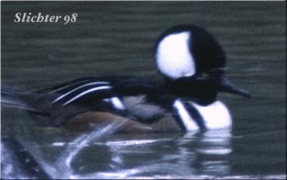 Hooded Merganser: Lophodytes cucullatus