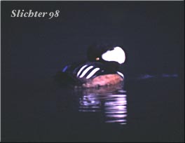 Hooded Merganser: Lophodytes cucullatus