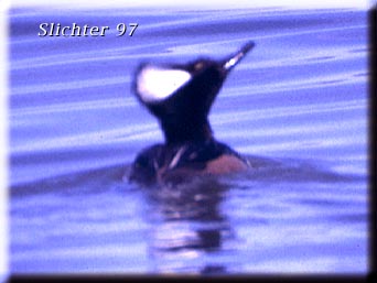 Hooded Merganser: Lophodytes cucullatus
