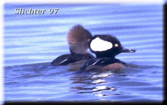 Hooded Merganser: Lophodytes cucullatus