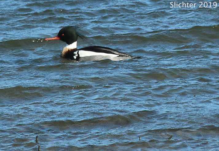 Red-breasted Merganser: Mergus serrator