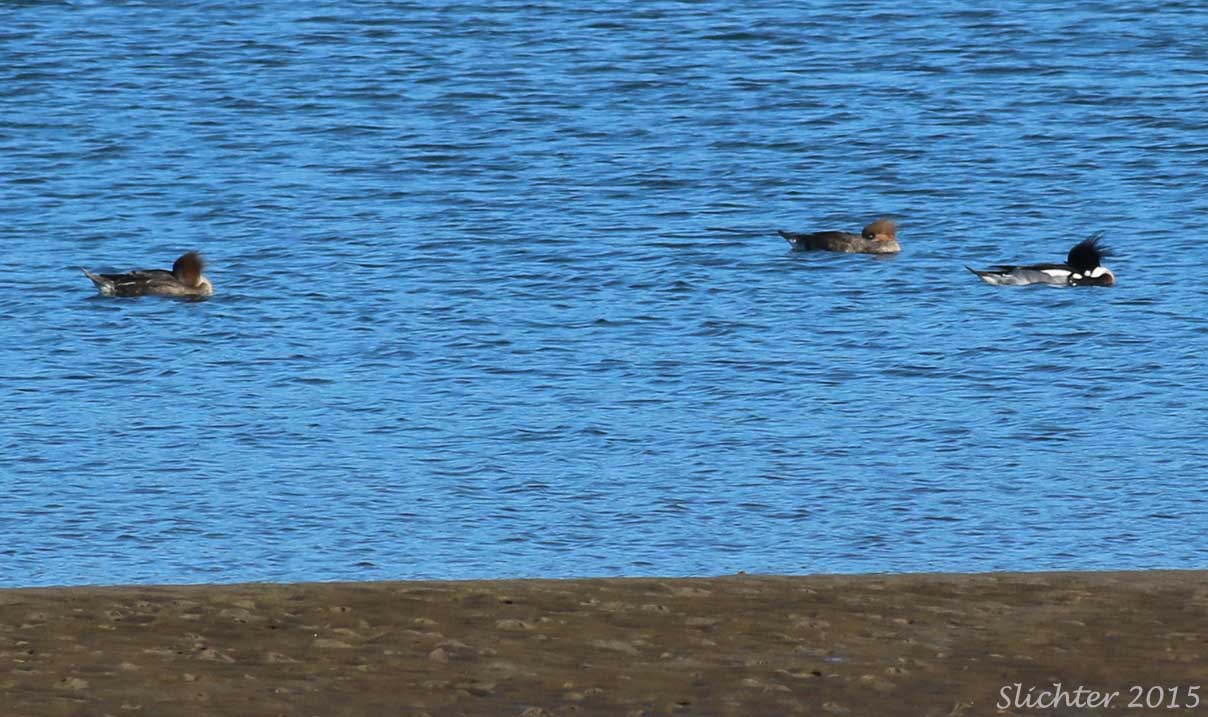 Red-breasted Merganser: Mergus serrator