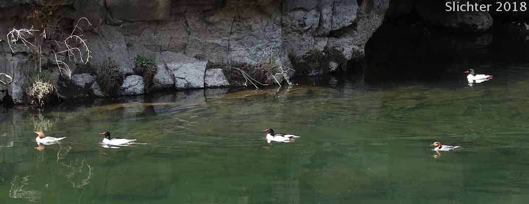 Common Merganser: Mergus merganser