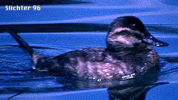 Female Ruddy Duck: Oxyura jamaicensis