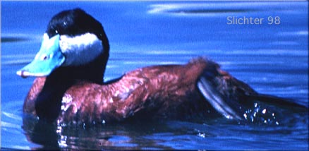 Male Ruddy Duck: Oxyura jamaicensis