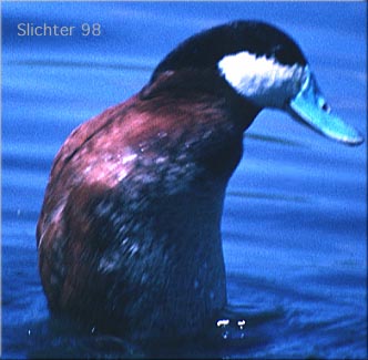 Male Ruddy Duck: Oxyura jamaicensis
